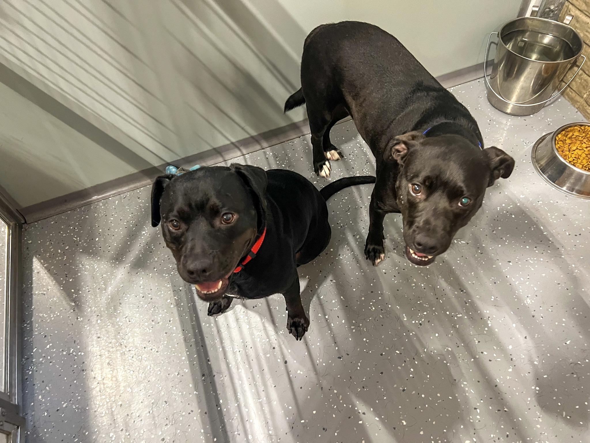 Tonya and Tango