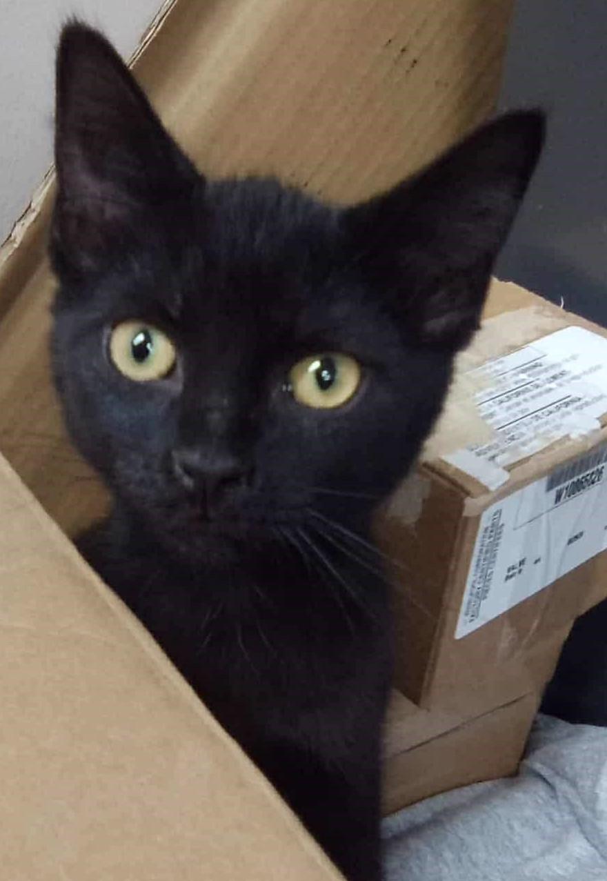 Enlarge Zelda, a Adoptable Domestic Short Hair in Beckley, WV image 1/1