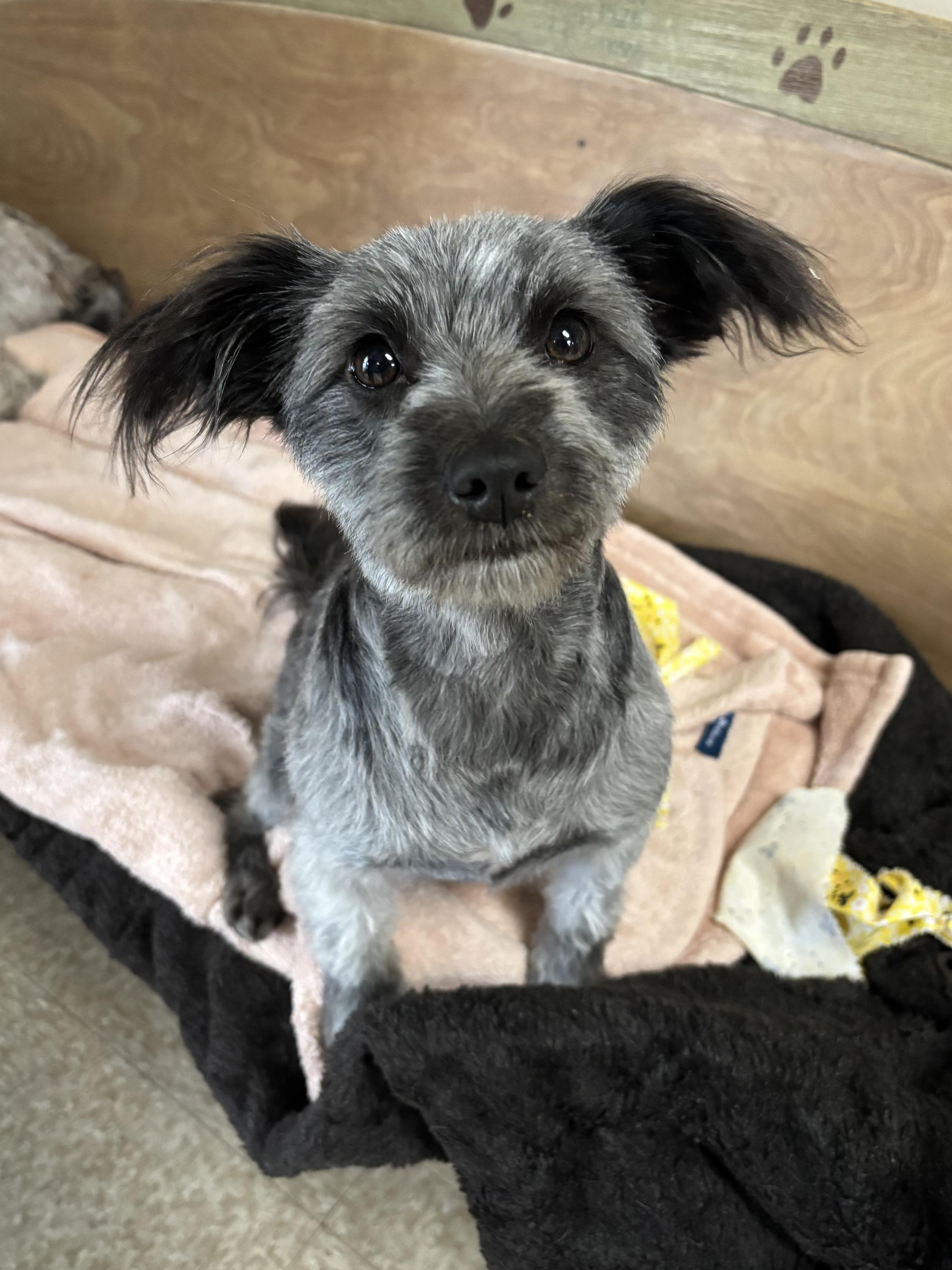 Evie, an adopted mixed breed in Lodi, CA image 3/4