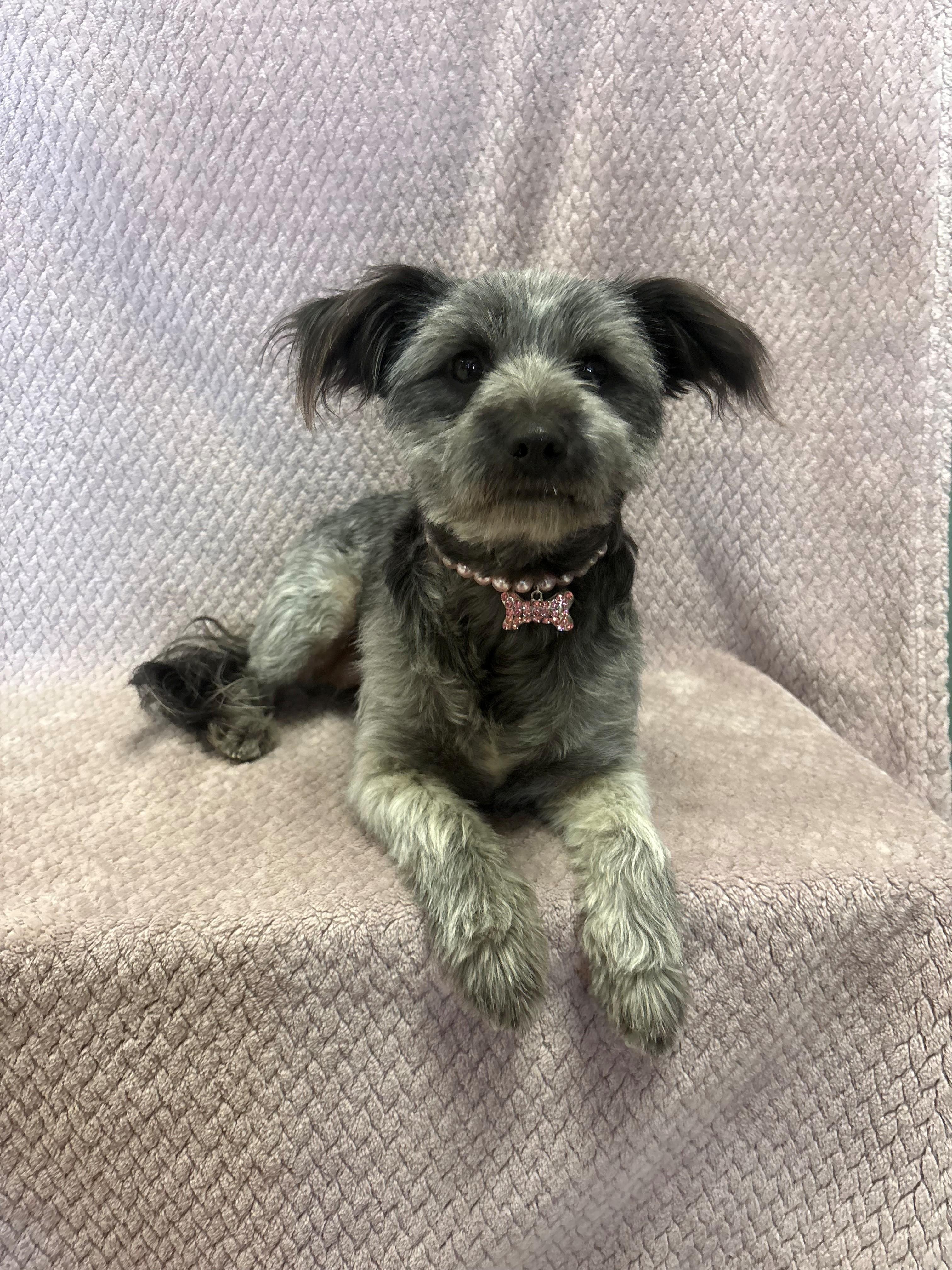 Evie, an adopted mixed breed in Lodi, CA image 4/4