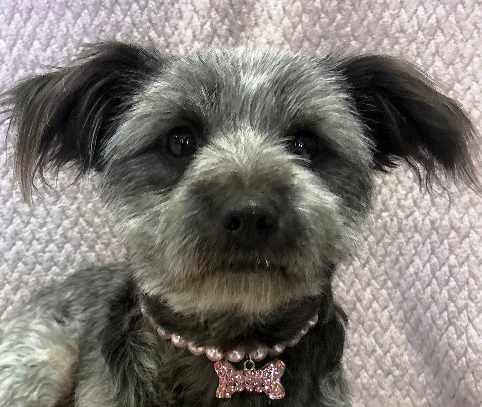 Evie, an adopted mixed breed in Lodi, CA image 2/4