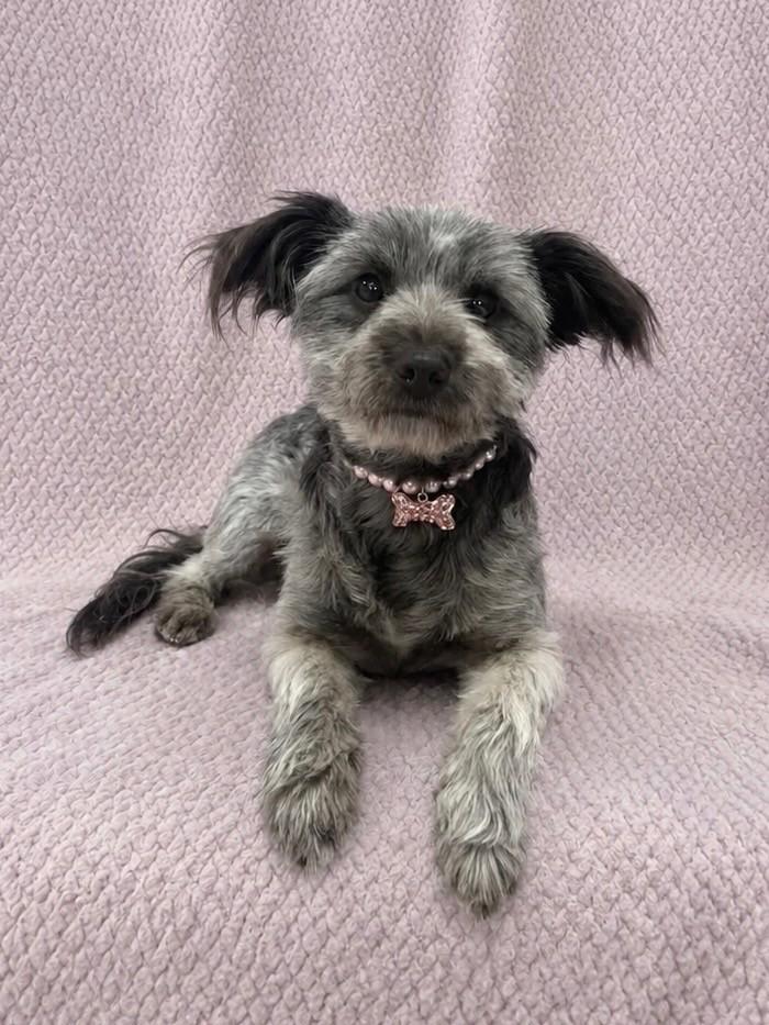 Evie, an adopted mixed breed in Lodi, CA image 1/4