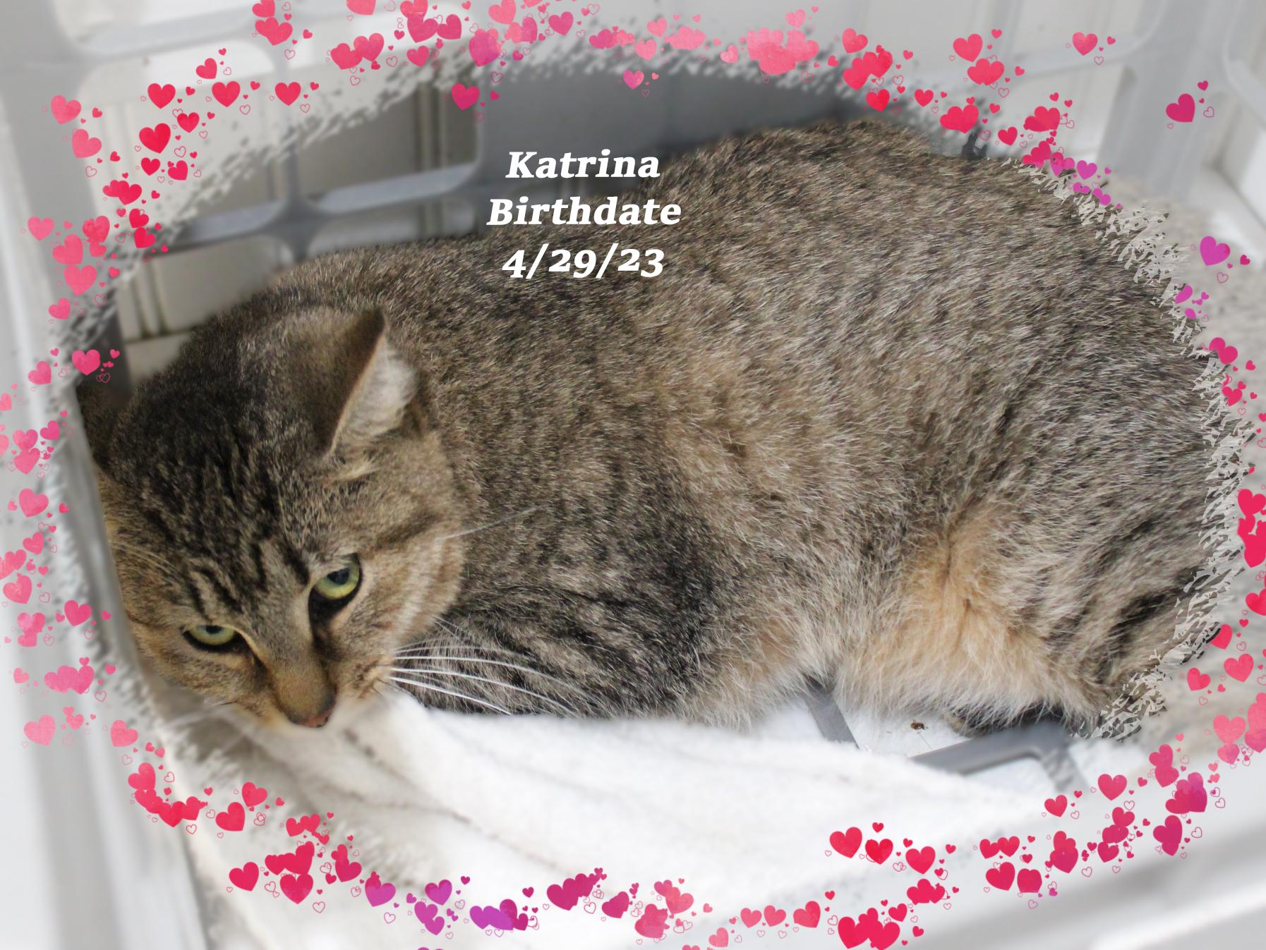 Enlarge Katrina, a Adoptable Tabby in Amelia, OH image 1/1