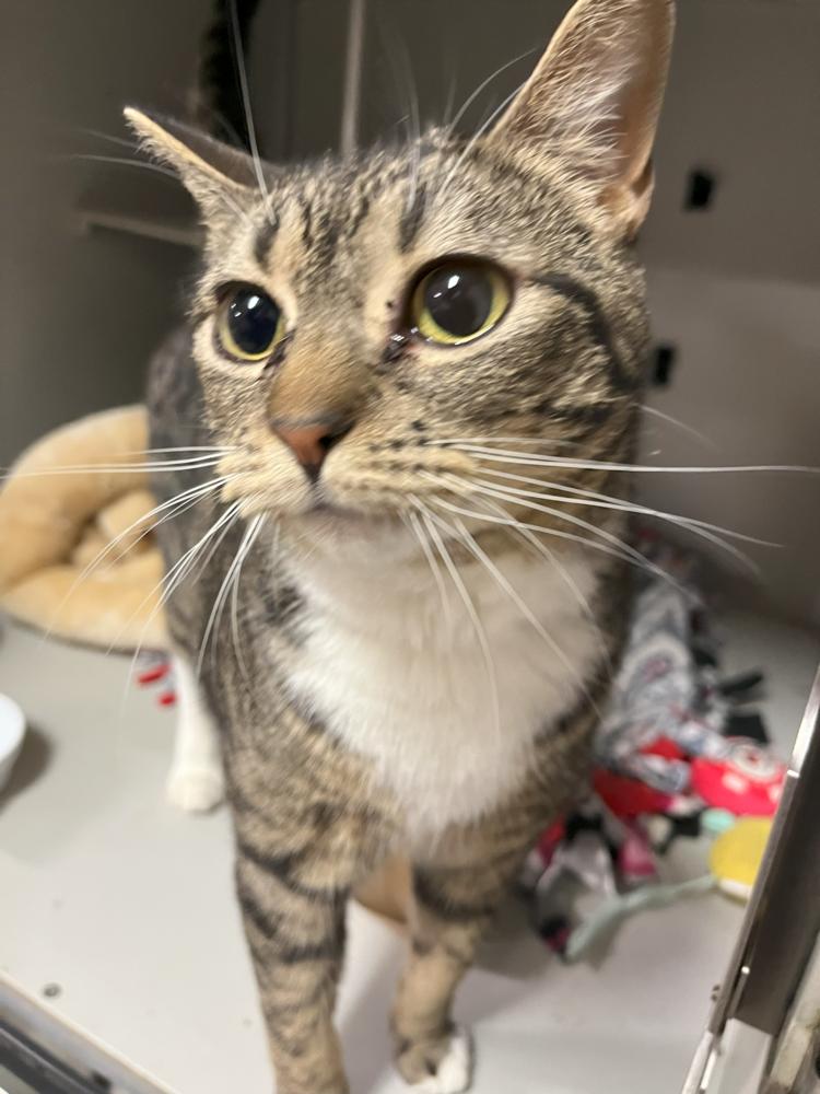 Loki, Adoptable, Adult Male Domestic Short Hair.