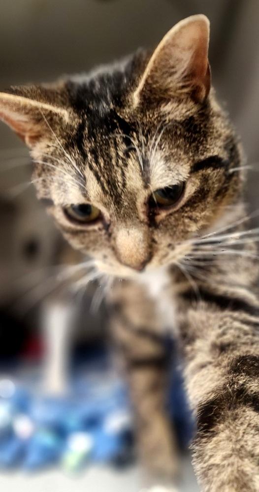 Enlarge Loki, a Adoptable Domestic Short Hair in Anoka, MN image 2/6