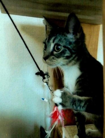 Enlarge Loki, a Adoptable Domestic Short Hair in Anoka, MN image 5/6