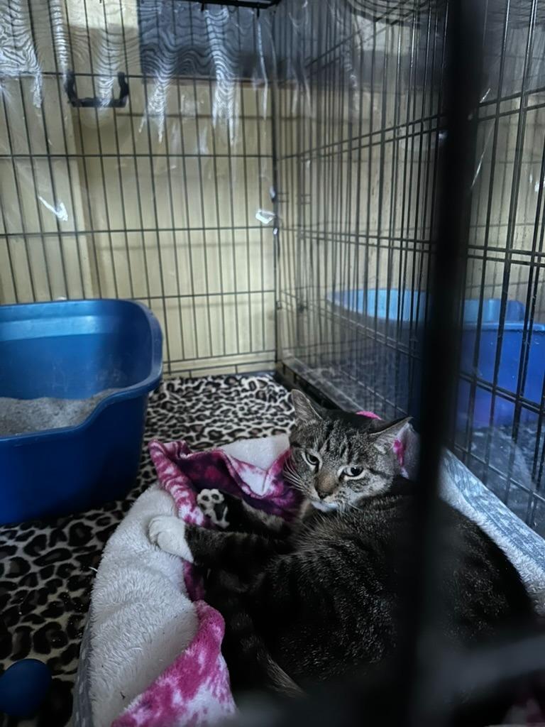 Charlie, Adoptable, Young Female Domestic Short Hair.