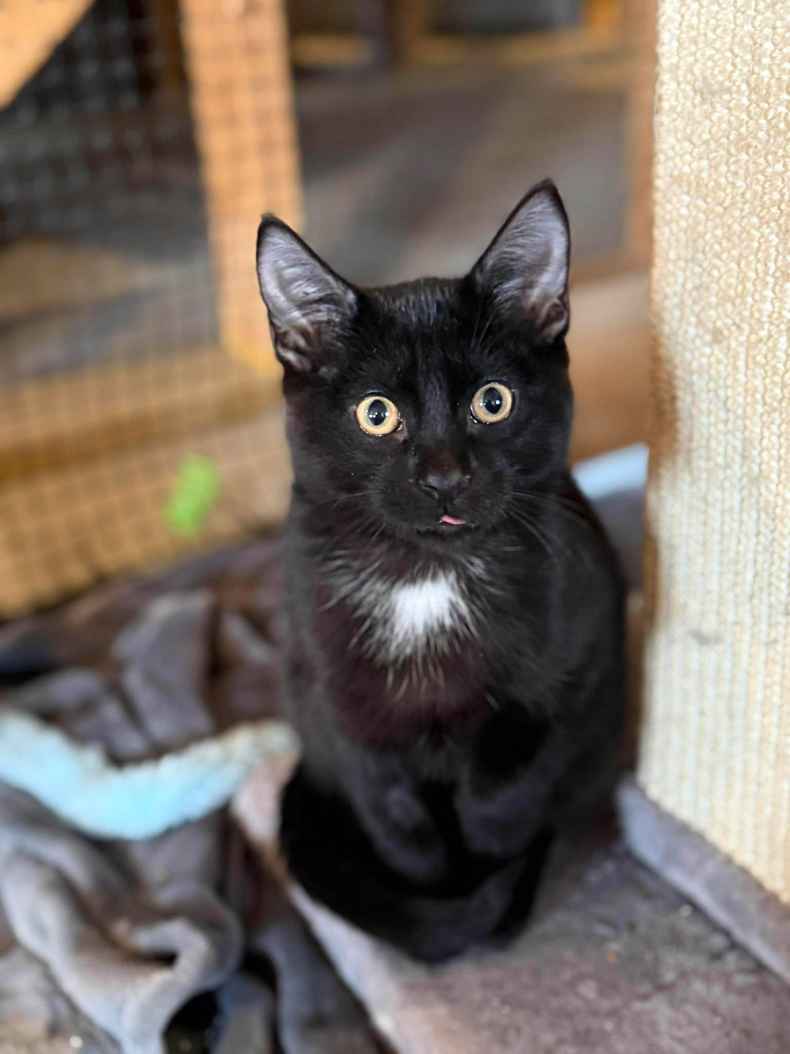 T'Challa, ADOPTABLE, Kitten Male Domestic Short Hair.