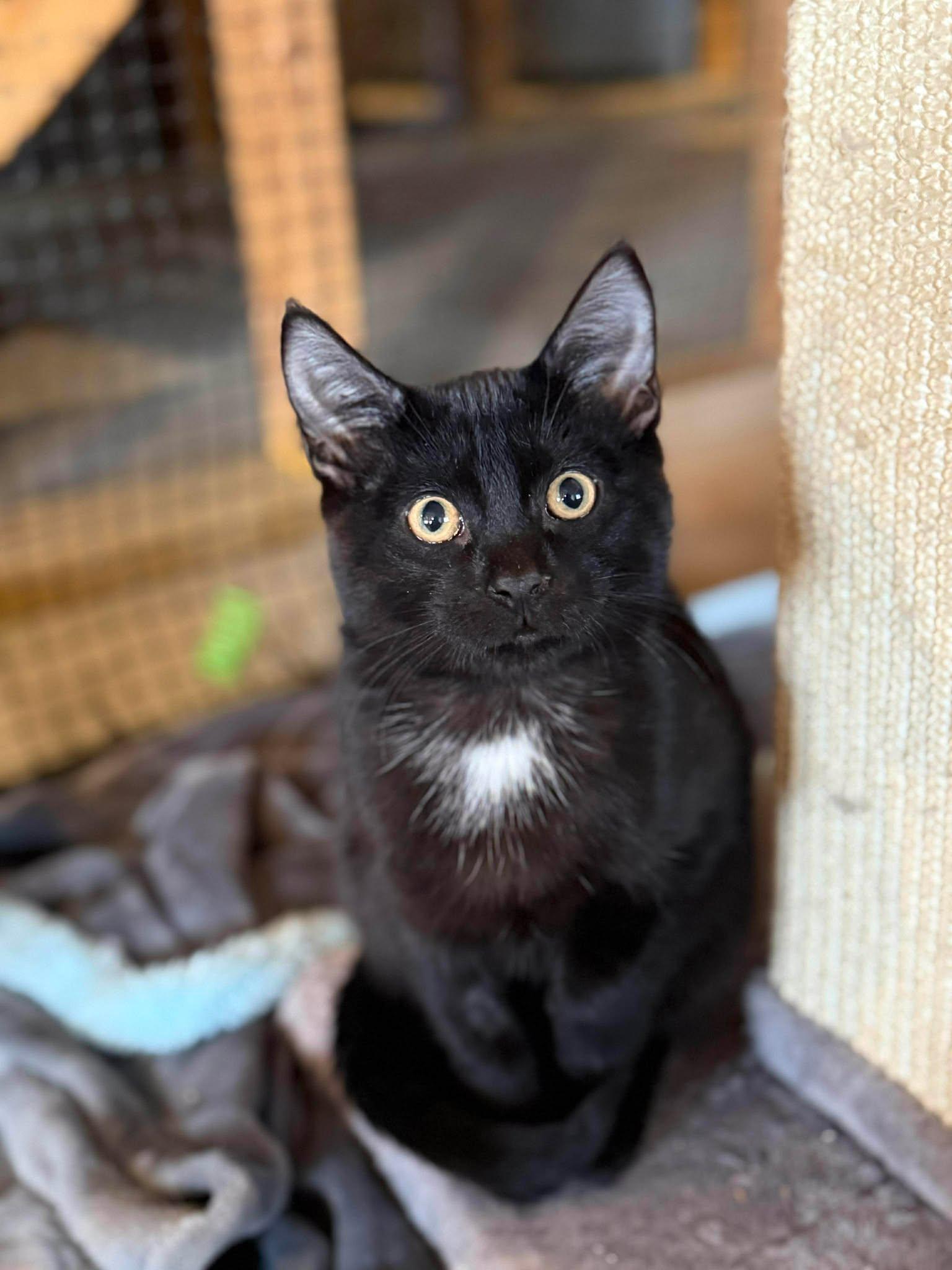 Enlarge T'Challa, a ADOPTABLE Domestic Short Hair in Shakopee, MN image 3/4