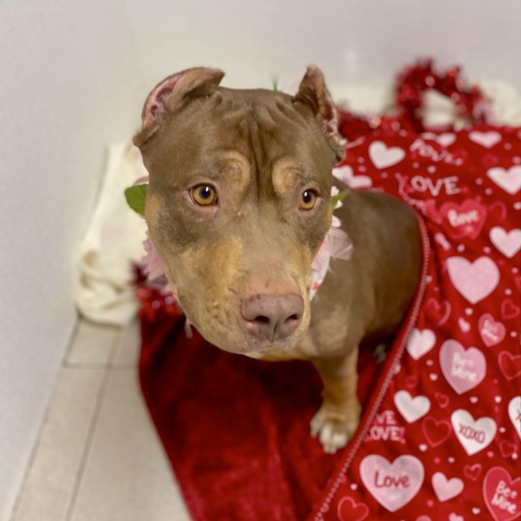 Enlarge Penelope , an adopted mixed breed in Elyria, OH image 3/6