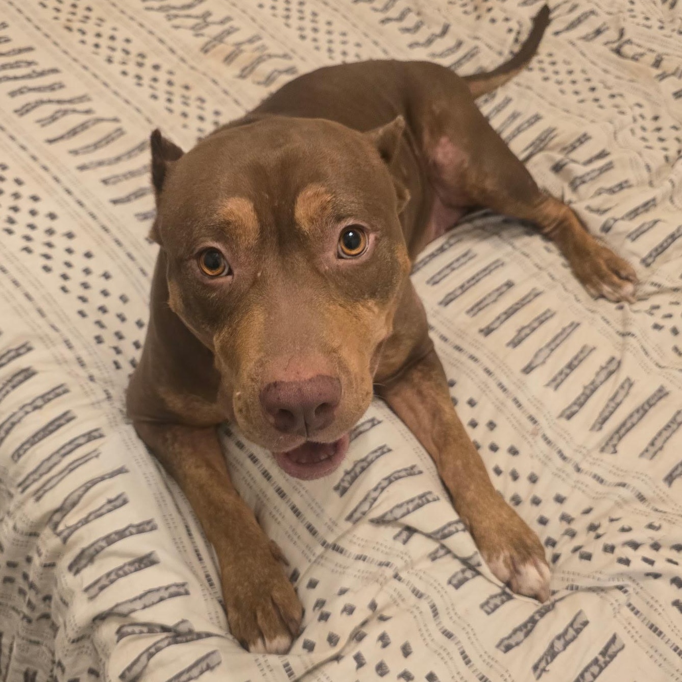 Penelope Ask to Meet! In Foster!, adoptable, Adult Female Terrier & Pit Bull Terrier.