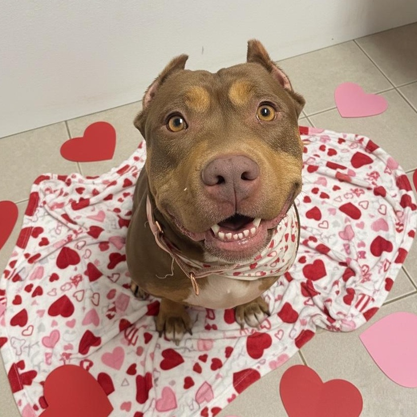 Enlarge Penelope , an adopted mixed breed in Elyria, OH image 4/6