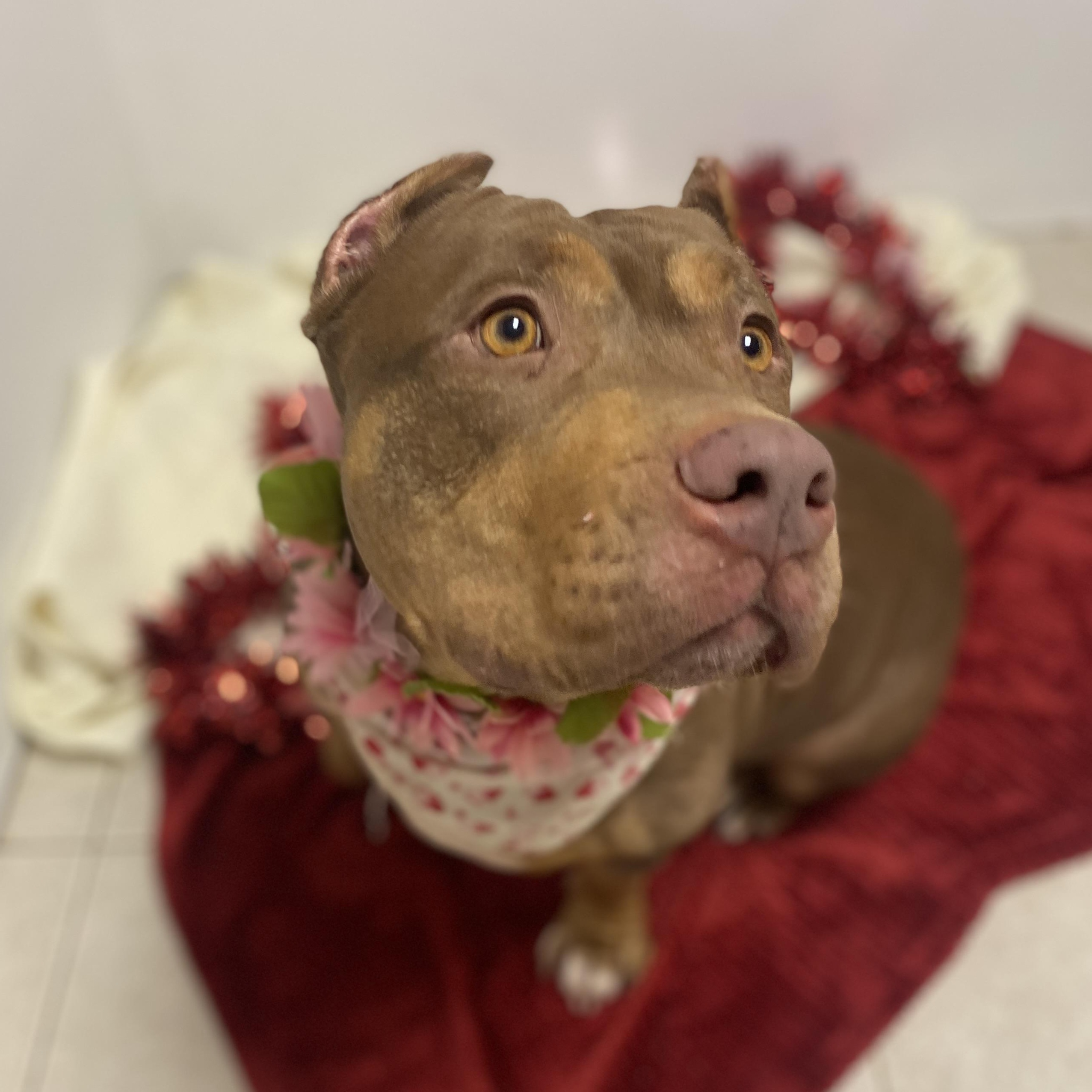 Enlarge Penelope , an adopted mixed breed in Elyria, OH image 1/6