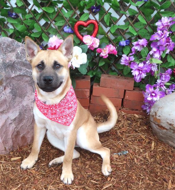 CHINOOK, Adoptable, Young Male Black Mouth Cur & Mixed Breed.