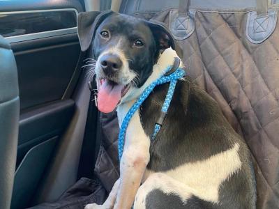 Enlarge Zoro, a Adoptable mixed breed in Athens, GA image 6/6