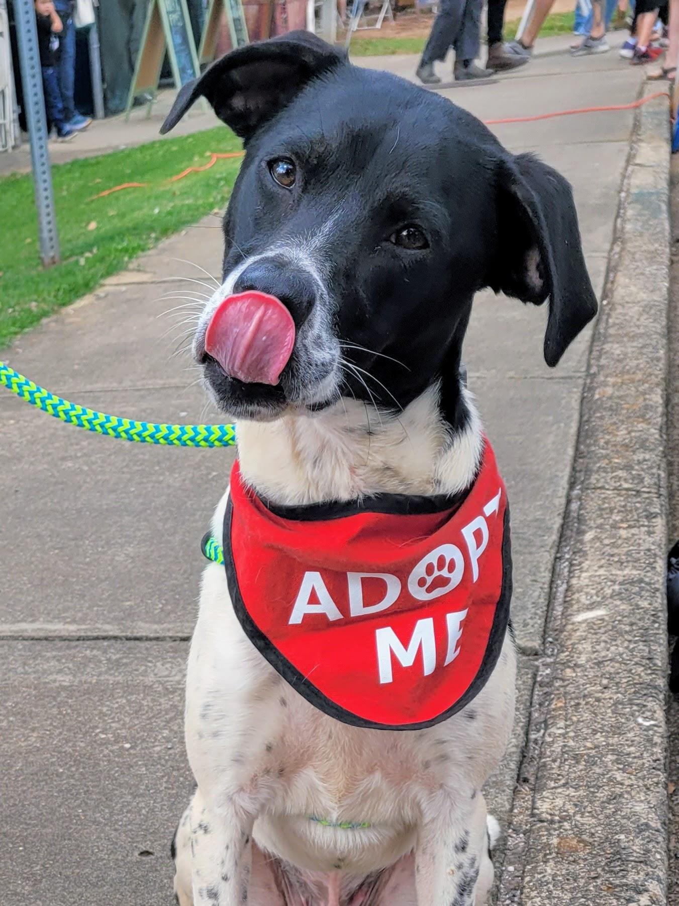 Zoro, Adoptable, Young Male Hound & Pit Bull Terrier.