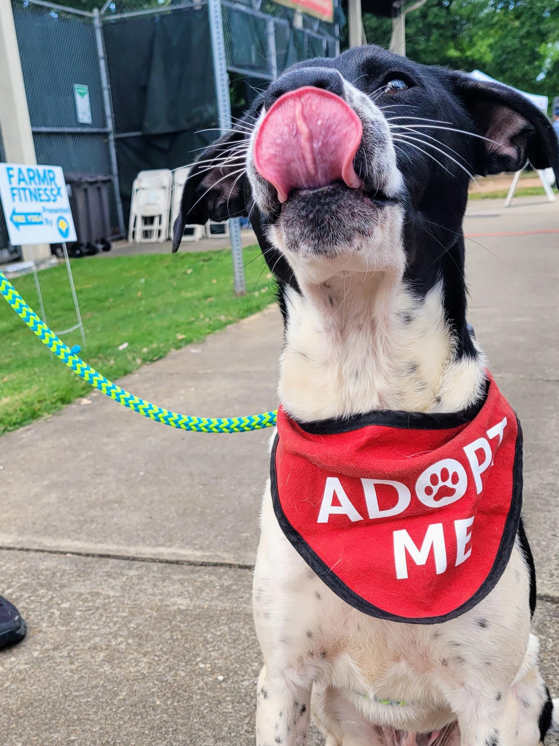 Enlarge Zoro, a Adoptable mixed breed in Athens, GA image 4/6