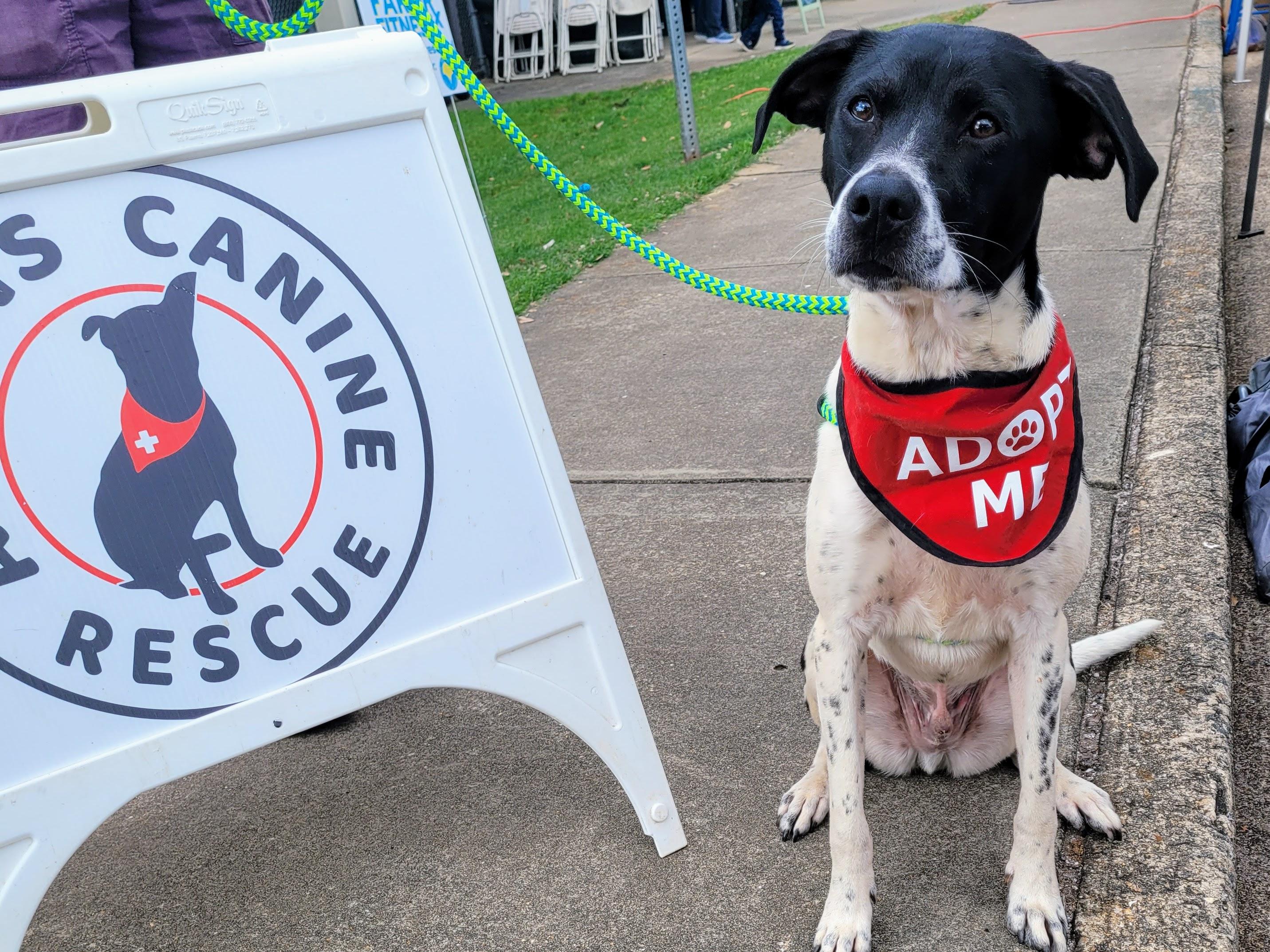 Enlarge Zoro, a Adoptable mixed breed in Athens, GA image 2/6