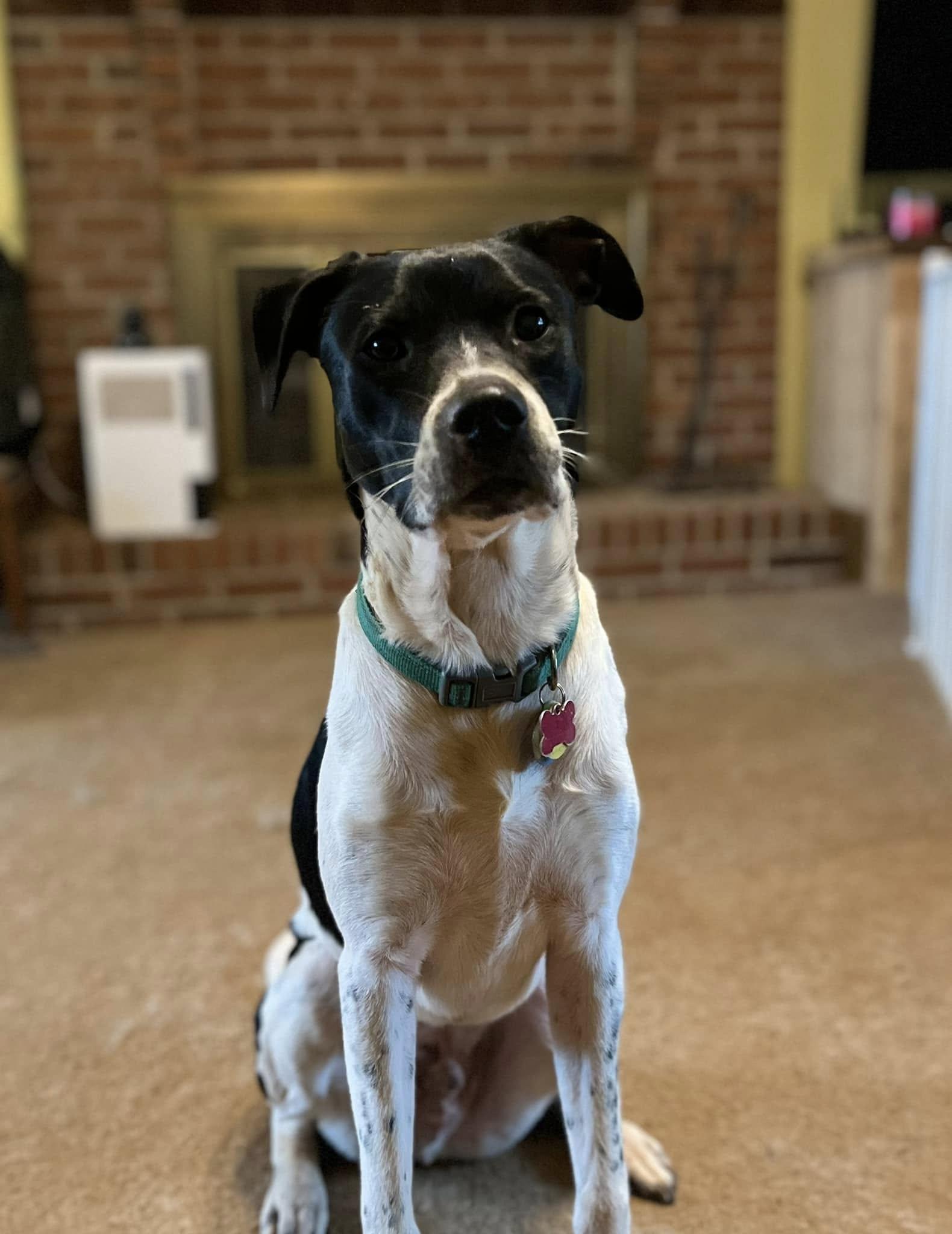 Enlarge Zoro, a Adoptable mixed breed in Athens, GA image 5/6