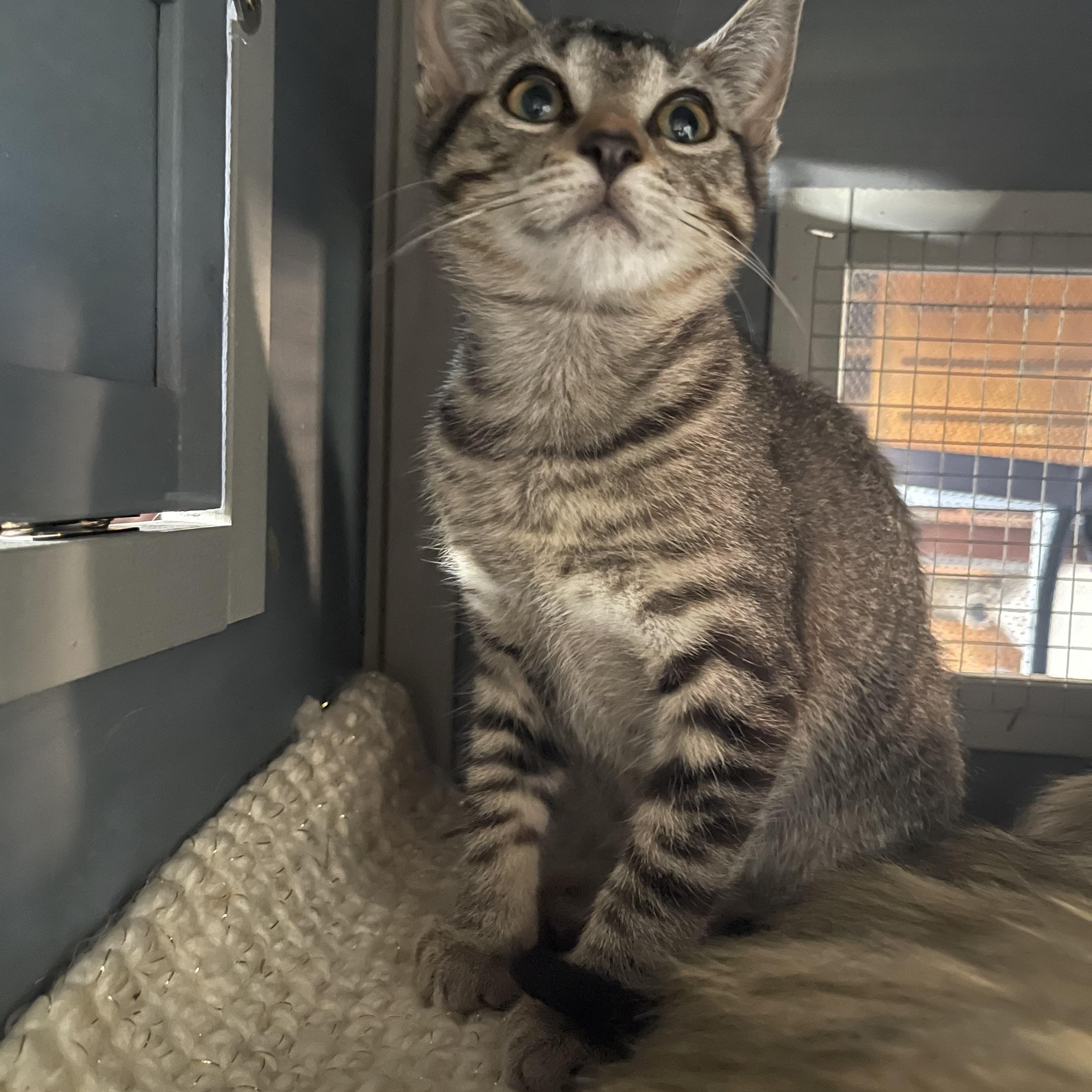 Enlarge Princess Peach, a Adopted Domestic Short Hair in Davison, MI image 3/4