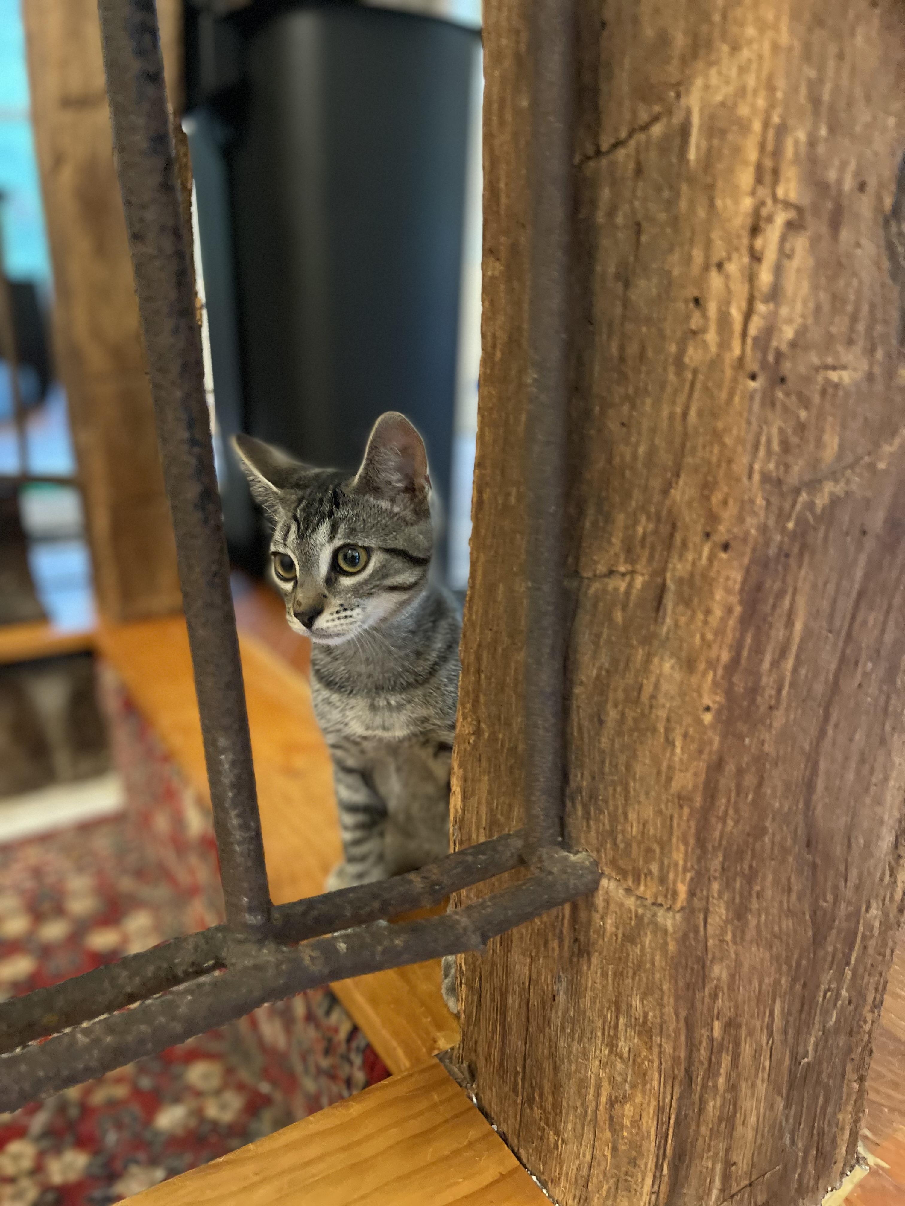 Enlarge Princess Peach, a Adopted Domestic Short Hair in Davison, MI image 2/4