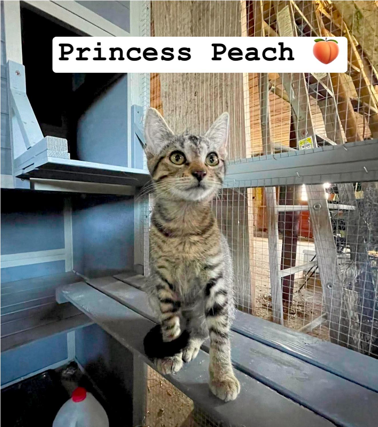 Enlarge Princess Peach, a Adopted Domestic Short Hair in Davison, MI image 4/4