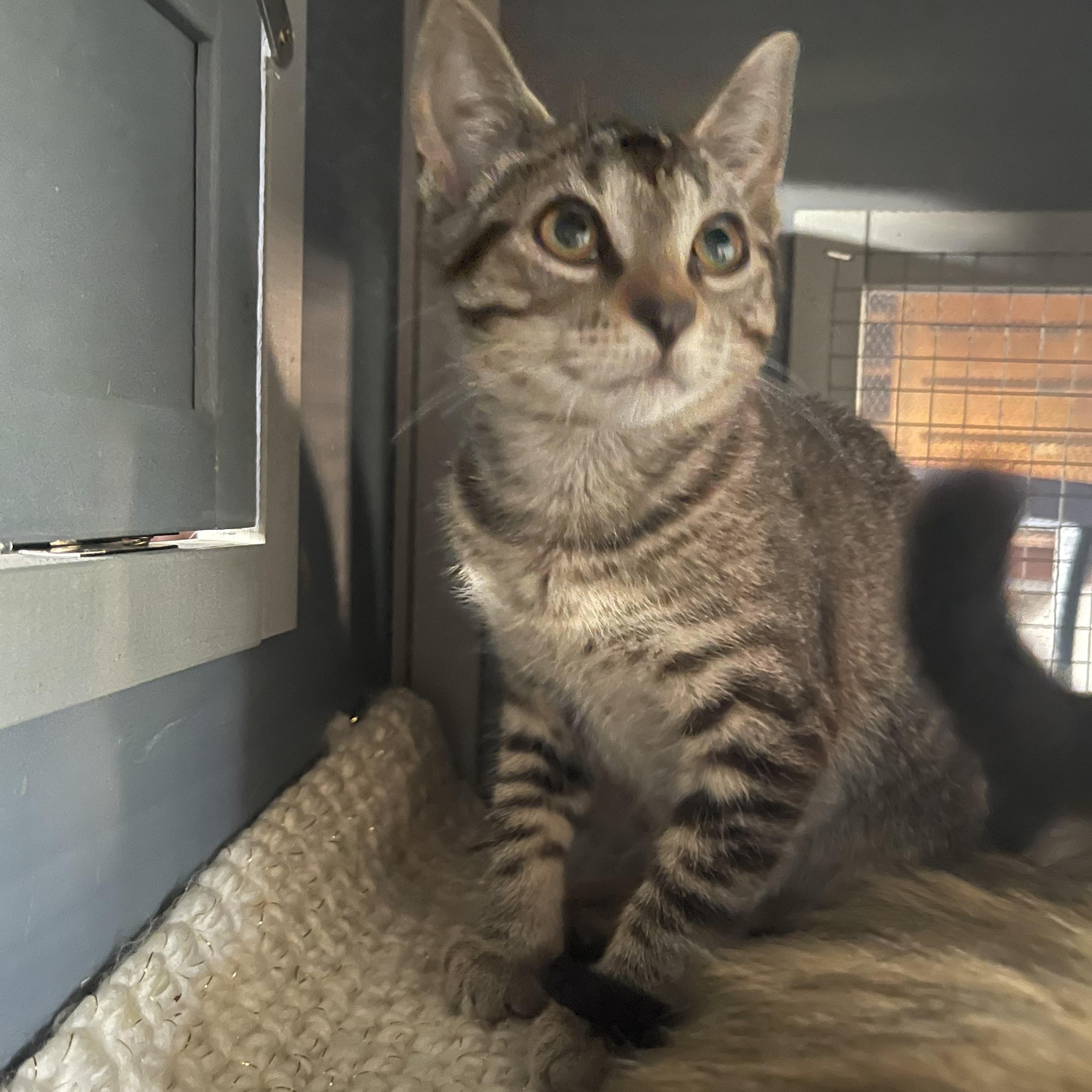 Enlarge Princess Peach, a Adopted Domestic Short Hair in Davison, MI image 1/4