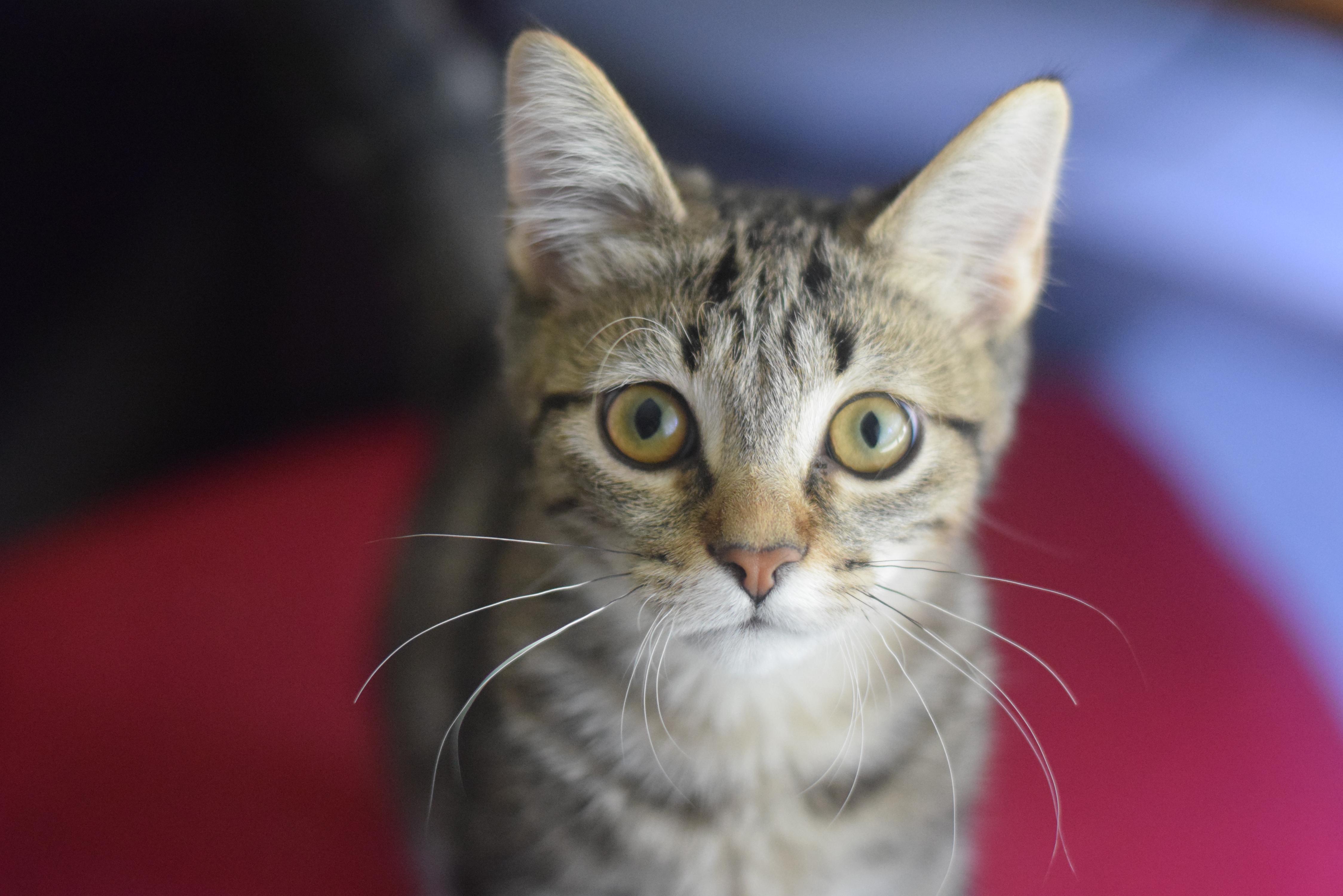 Cashew, Young Male unknown