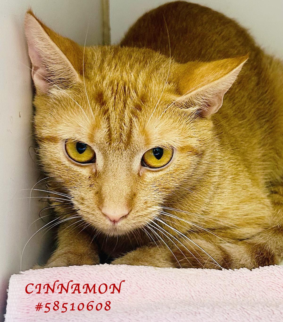 Cinnamon