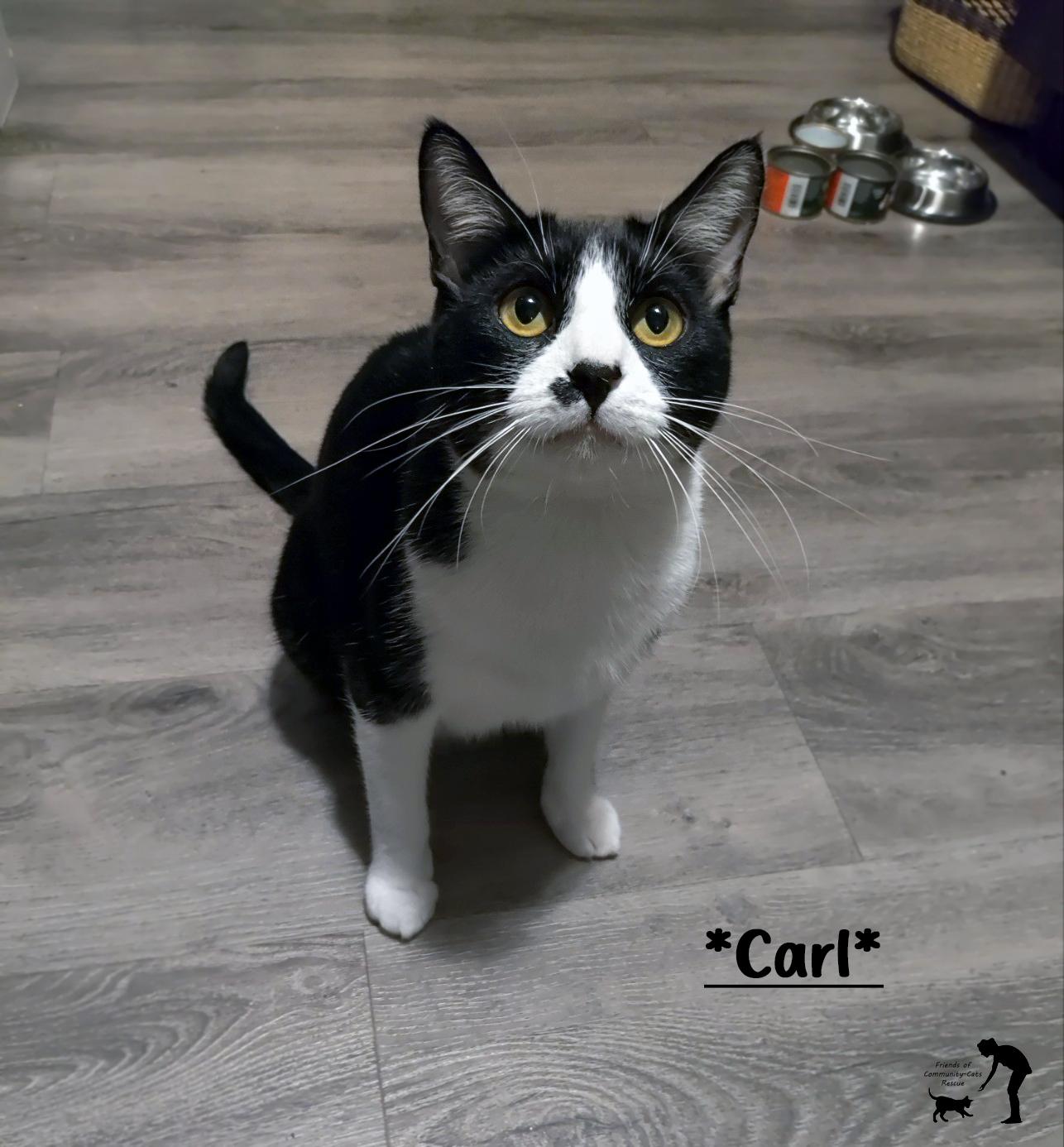 Carl, a Adoptable Domestic Short Hair in Centerville, UT image 2/4