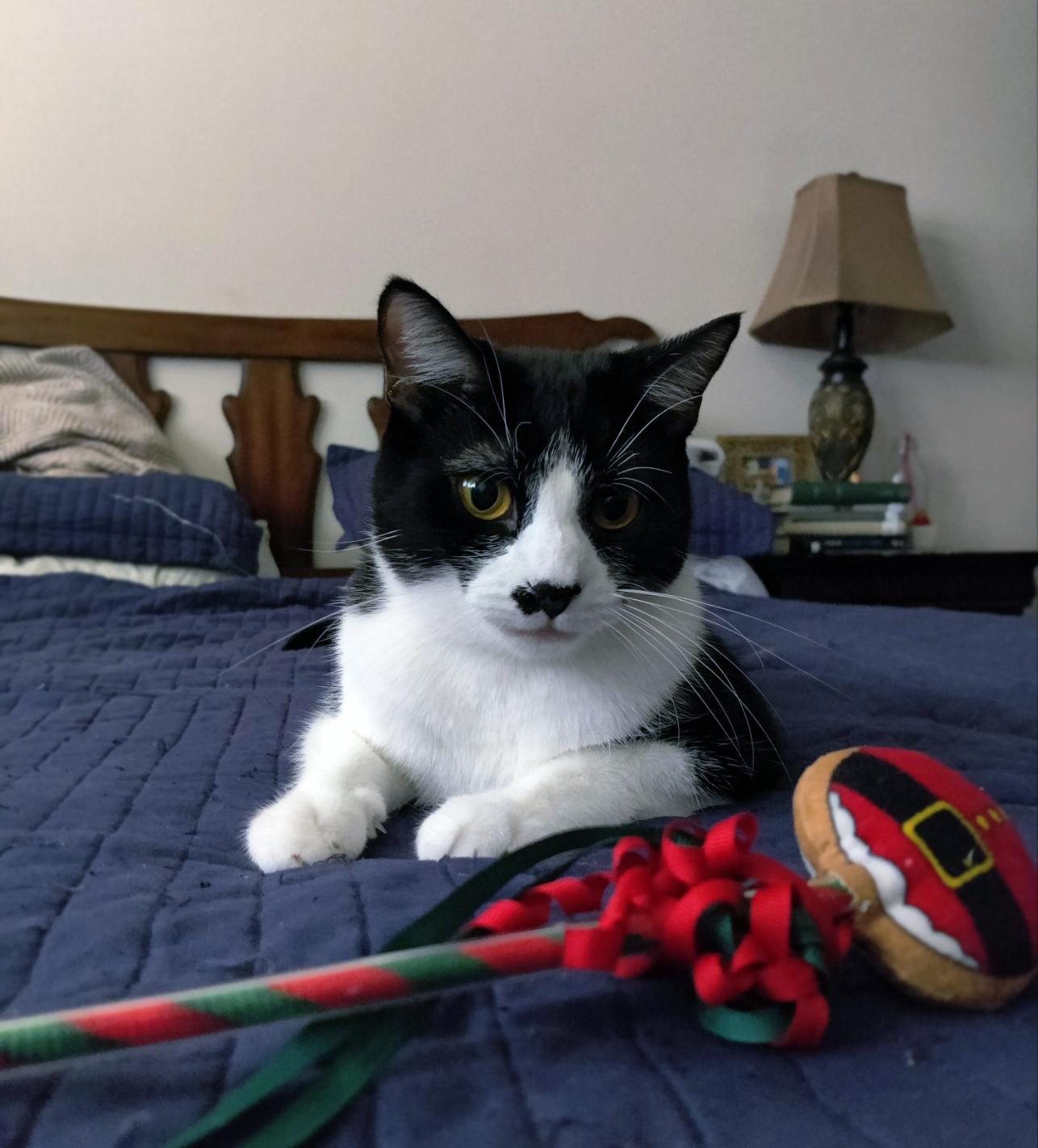 Carl, a Adoptable Domestic Short Hair in Centerville, UT image 3/4