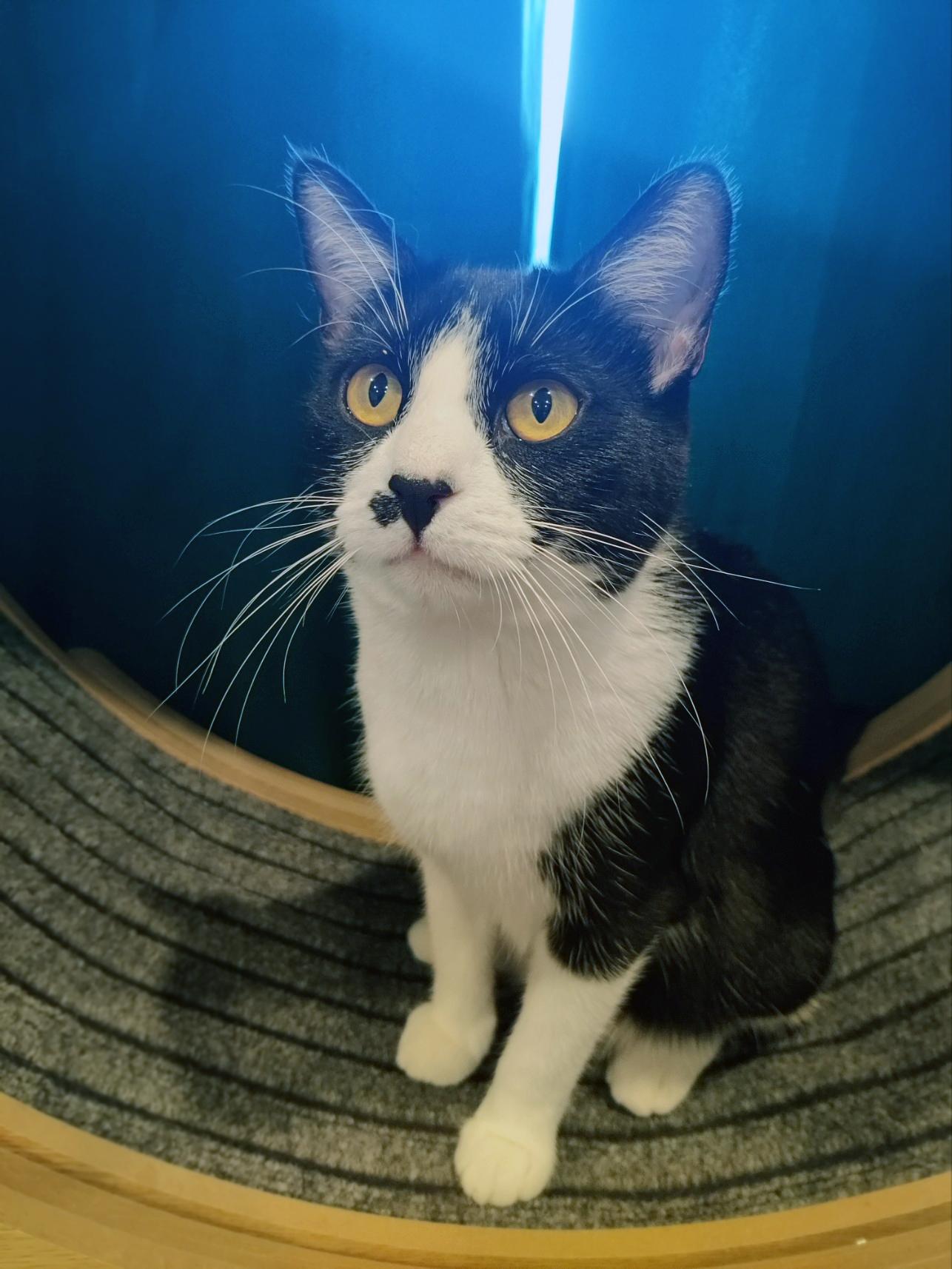 Carl, a Adoptable Domestic Short Hair in Centerville, UT image 4/4