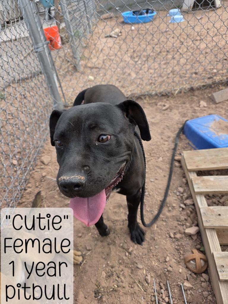 Cutie, Adoptable, Young Female Pit Bull Terrier.