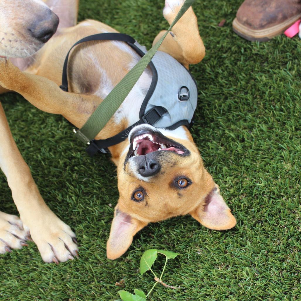 Ranger, Adoptable, Adult Male Mixed Breed.