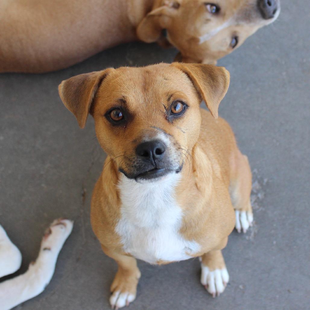 Enlarge Ranger, a Adoptable Mixed Breed in Midland, TX image 2/6