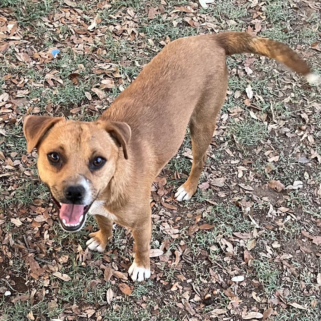 Enlarge Ranger, a Adoptable Mixed Breed in Midland, TX image 3/6