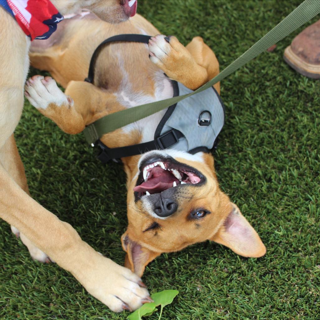 Enlarge Ranger, a Adoptable Mixed Breed in Midland, TX image 4/6