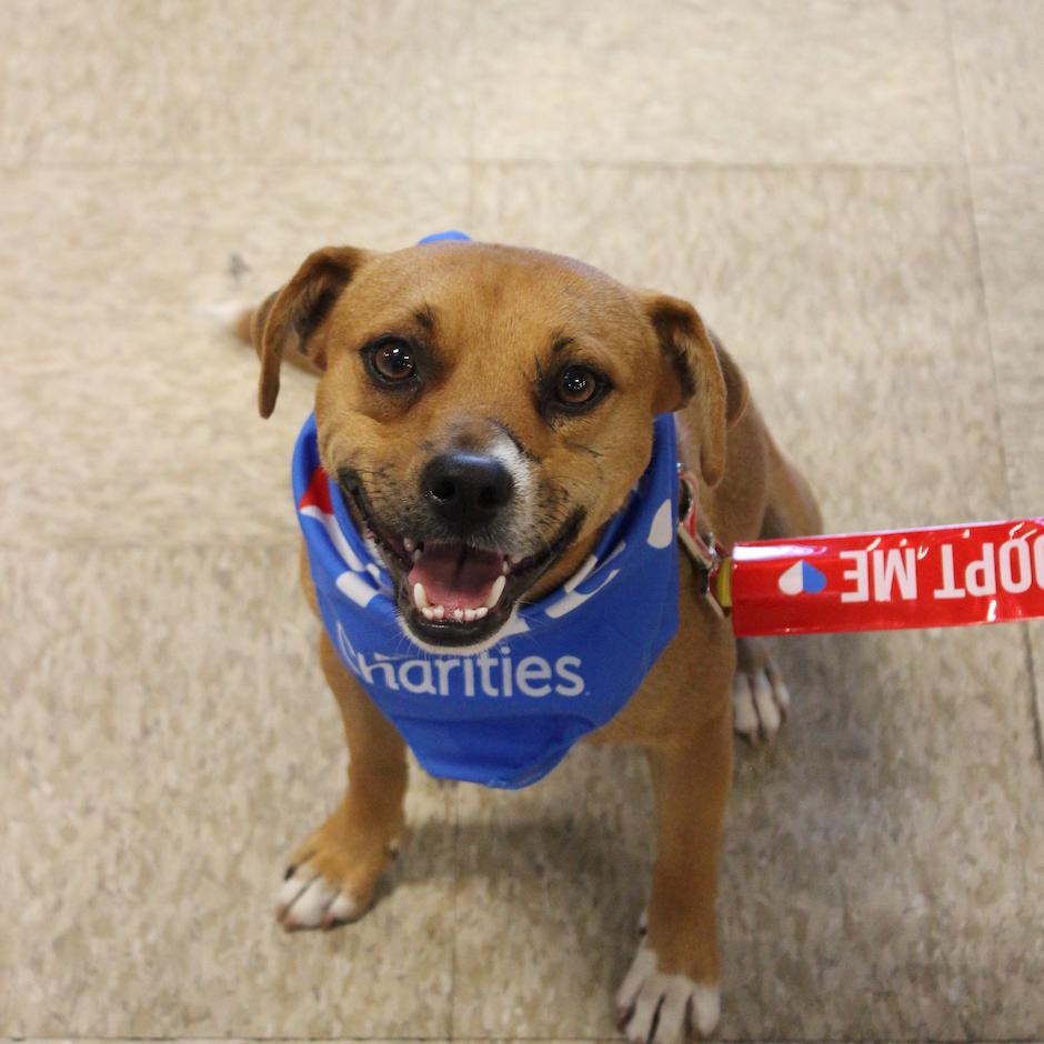 Enlarge Ranger, a Adoptable Mixed Breed in Midland, TX image 5/6