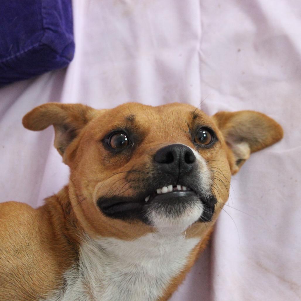 Enlarge Ranger, a Adoptable Mixed Breed in Midland, TX image 6/6