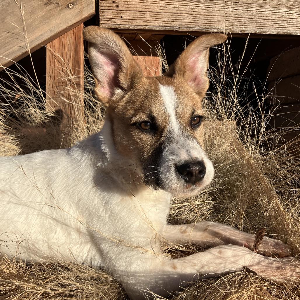 Quillary (Olive), Adoptable, Puppy Female Mixed Breed.