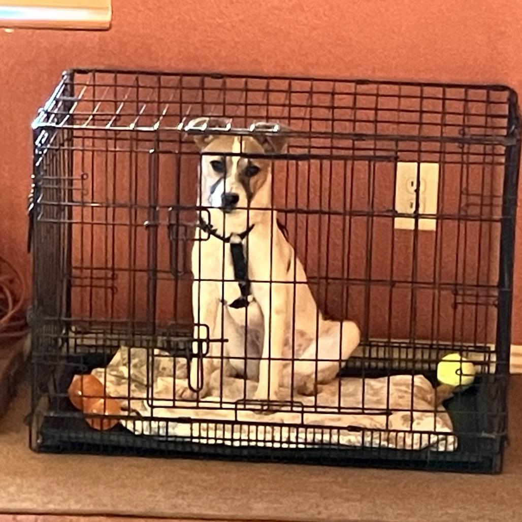 Enlarge Quillary (Olive), a Adoptable Mixed Breed in Moab, UT image 2/6