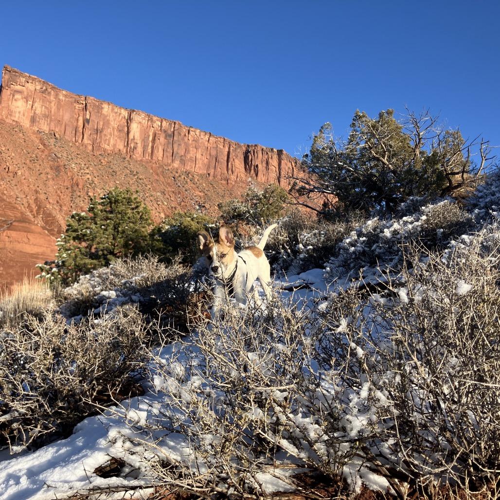 Enlarge Quillary (Olive), a Adoptable Mixed Breed in Moab, UT image 3/6