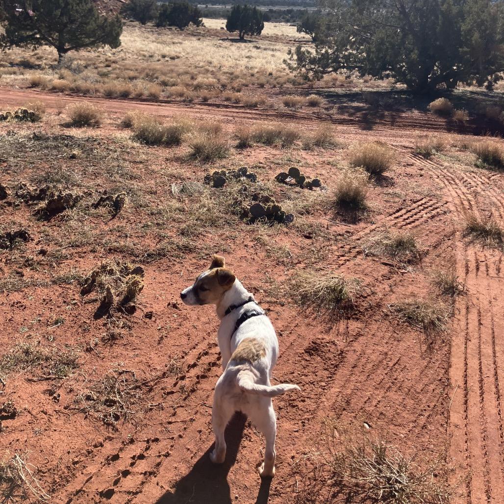 Enlarge Quillary (Olive), a Adoptable Mixed Breed in Moab, UT image 4/6