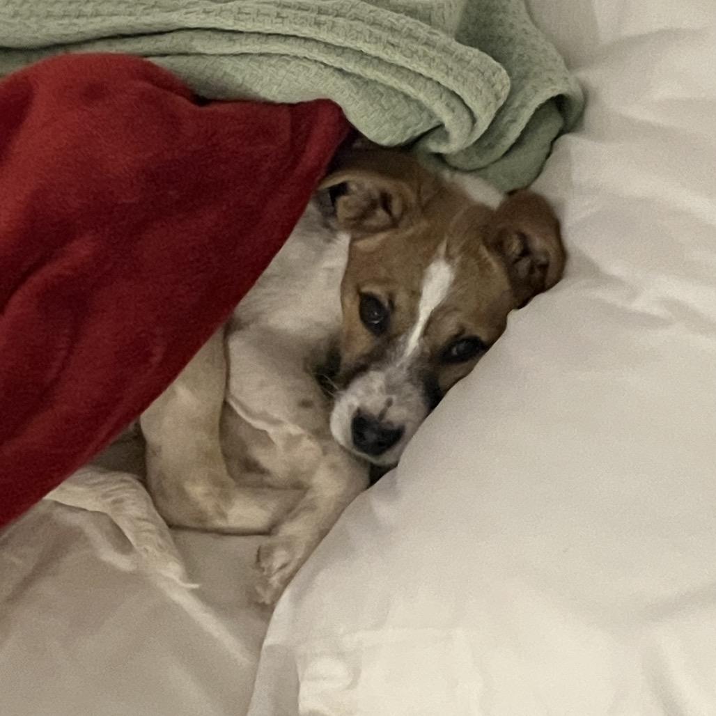 Enlarge Quillary (Olive), a Adoptable Mixed Breed in Moab, UT image 5/6