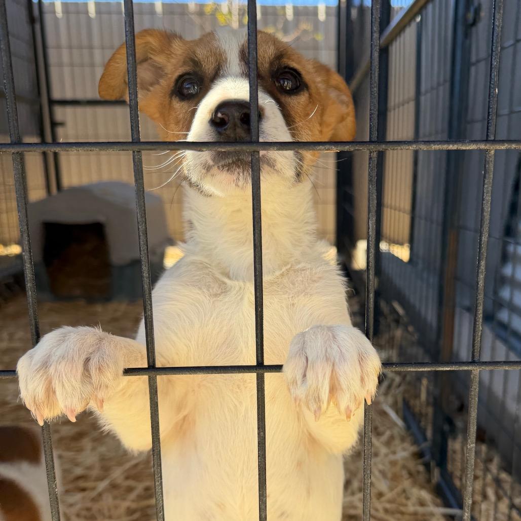 Enlarge Quillary (Olive), a Adoptable Mixed Breed in Moab, UT image 6/6