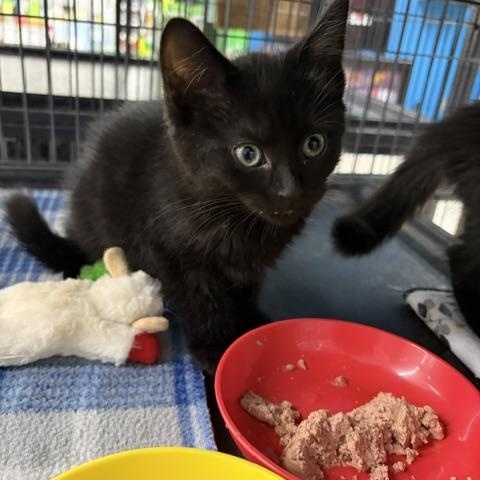 Rogan, an adopted Domestic Short Hair in Midland, MI image 2/4