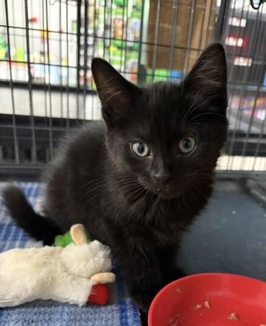 Rogan, adopted, Kitten Male Domestic Short Hair.
