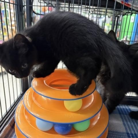 Rogan, an adopted Domestic Short Hair in Midland, MI image 3/4