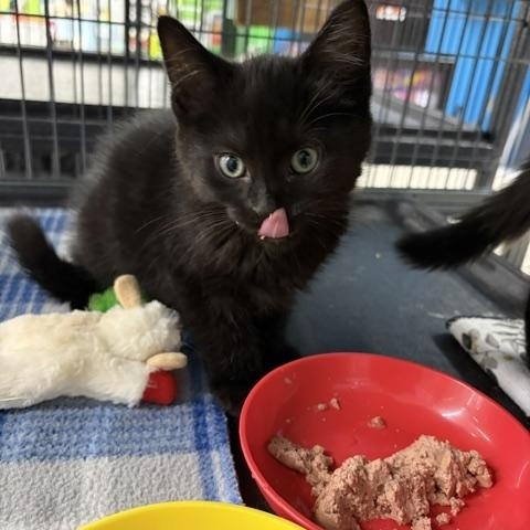 Rogan, an adopted Domestic Short Hair in Midland, MI image 4/4