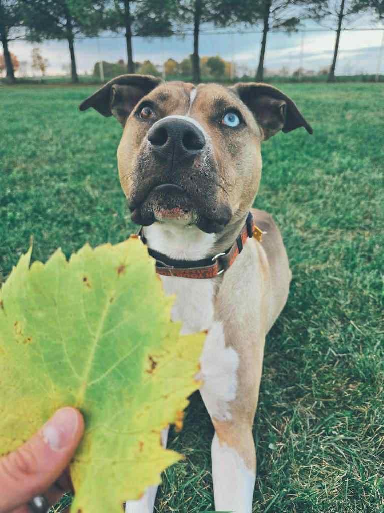 Meatball, a Adoptable mixed breed in Fond Du Lac, WI image 1/4